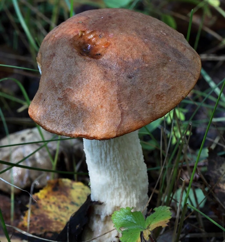 Обабок и подосиновик