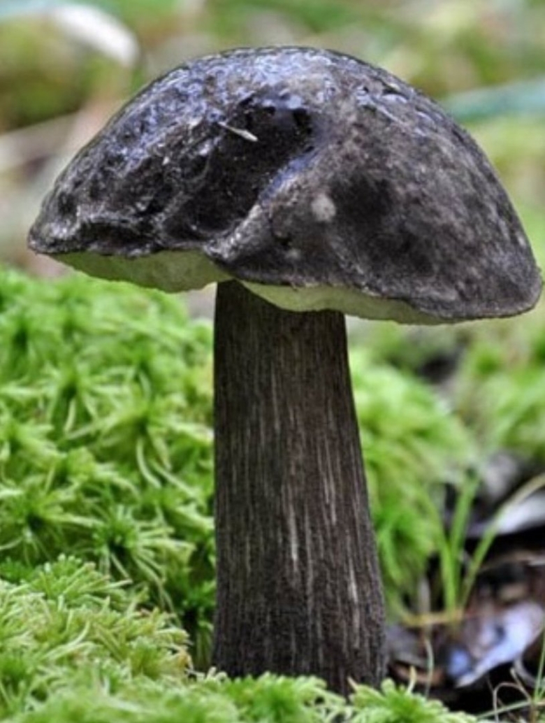 Подберезовик черноголовик