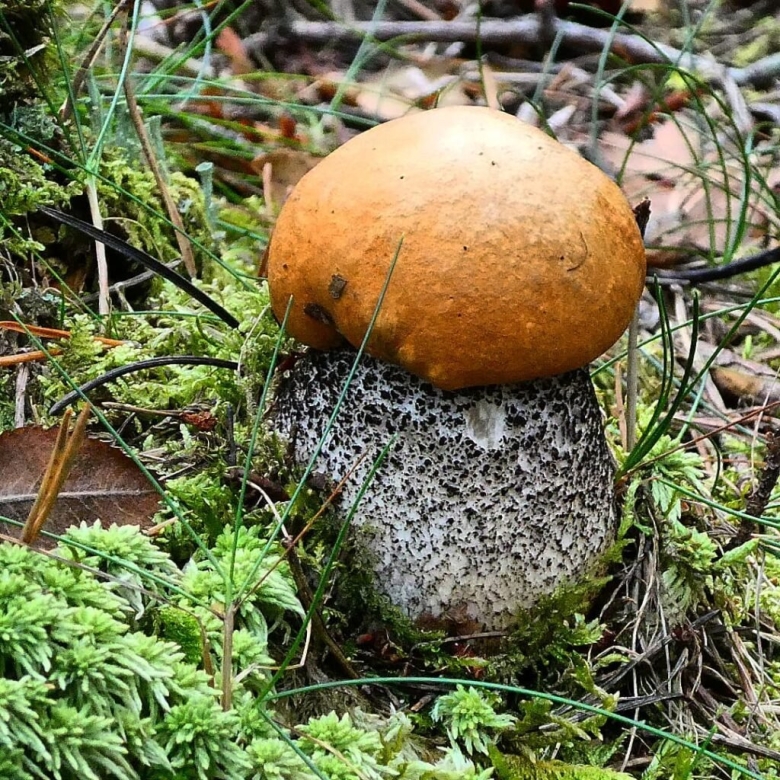 Подосиновик желто бурый