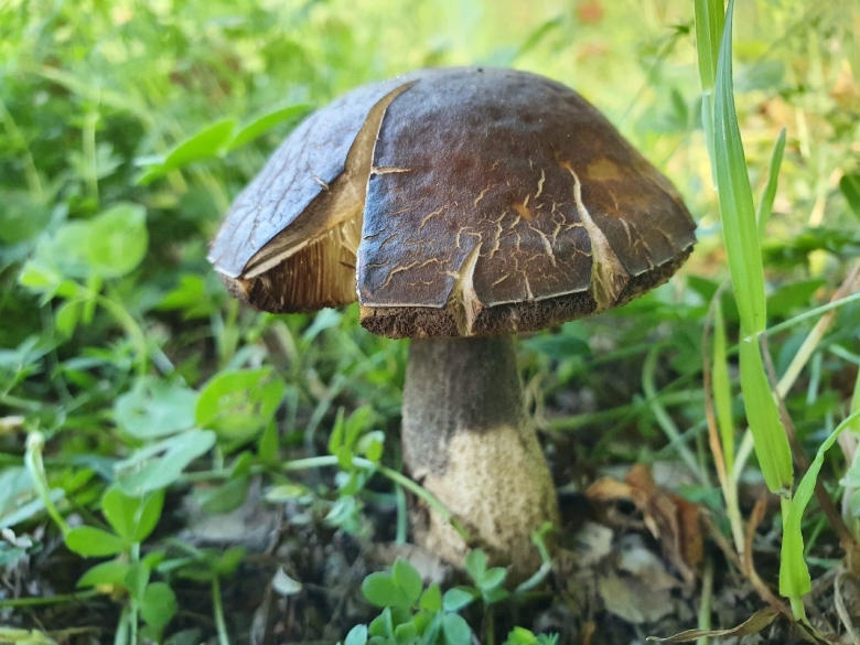 Обабок чернеющий