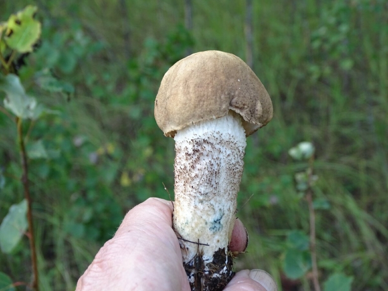 Подберезовик молодой