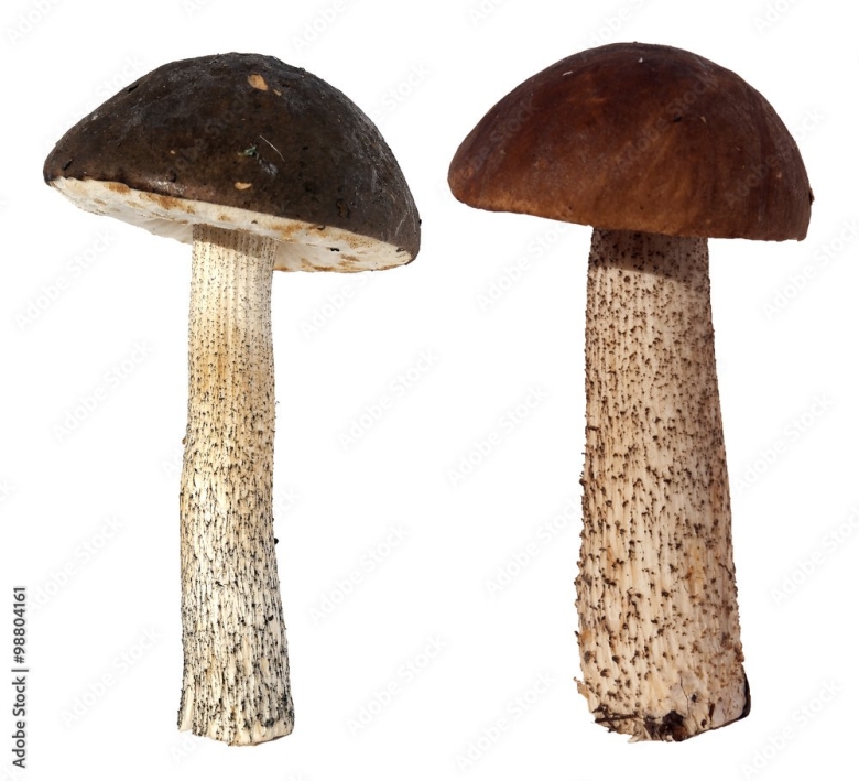 Грибы на белом фоне