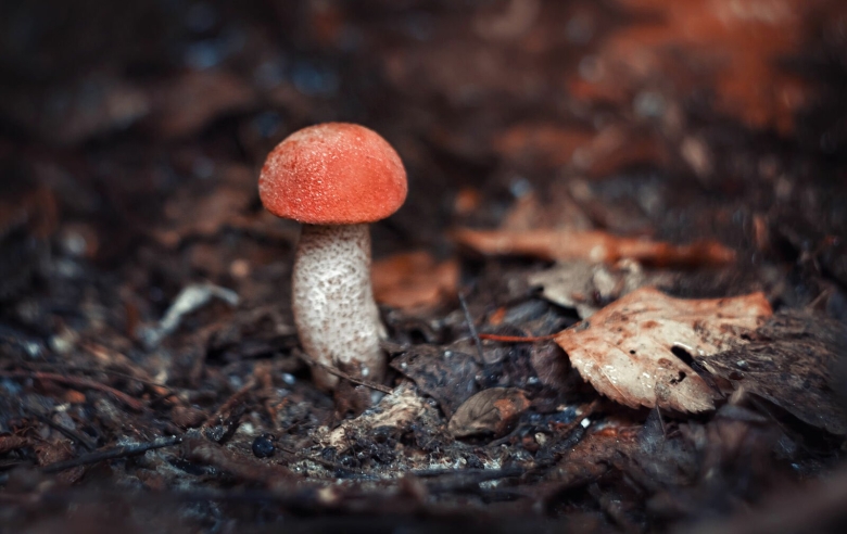 Подосиновик красный болетовые