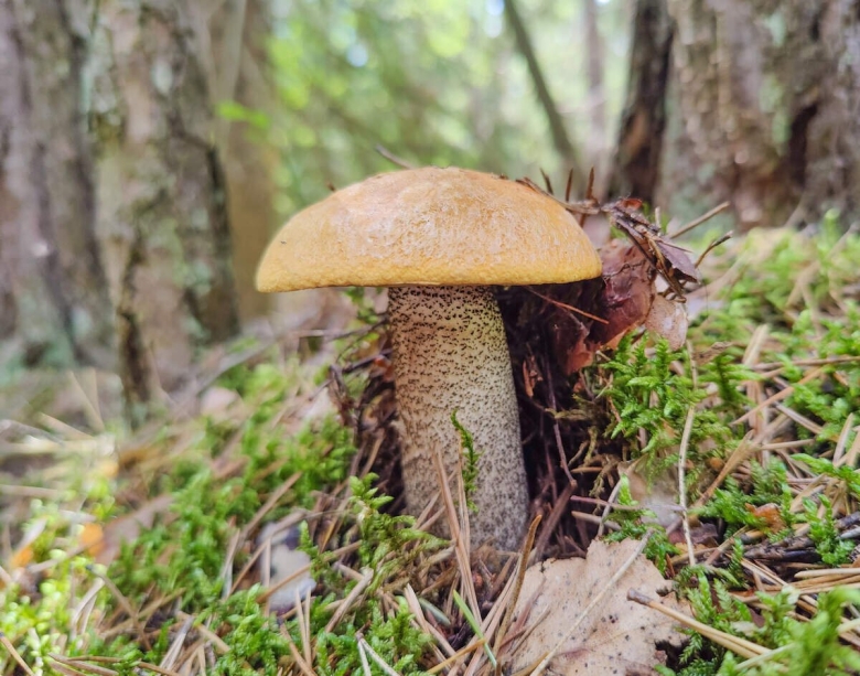 Весенний гриб коричневый