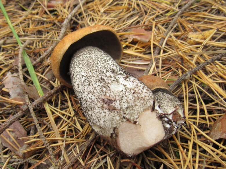 Подосиновик шляпка снизу