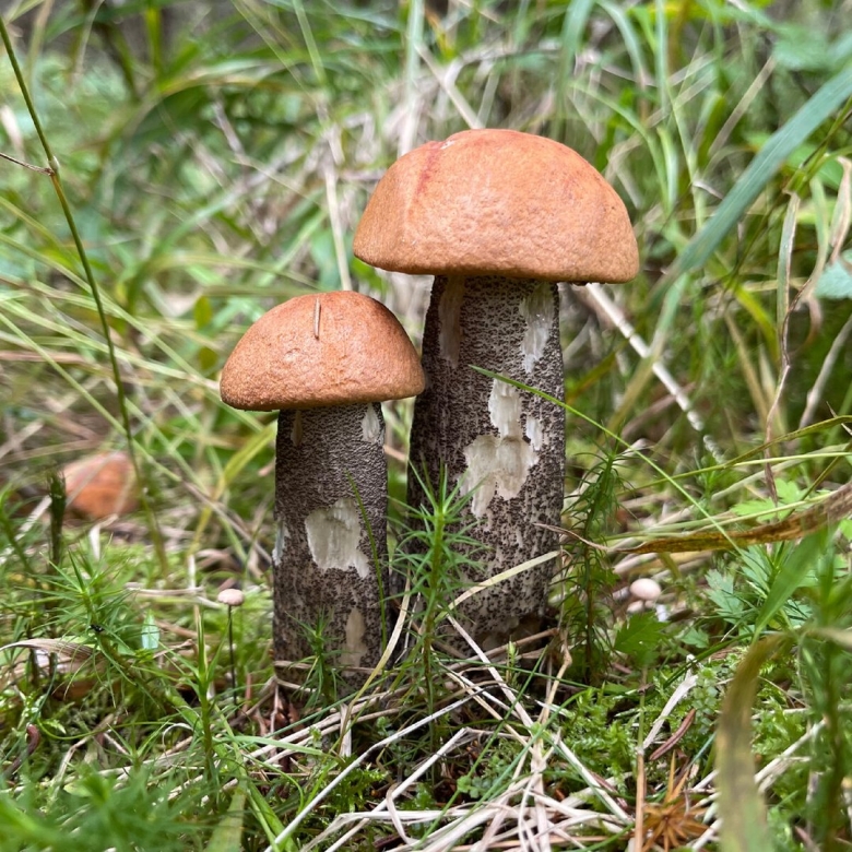 Ложный подосиновик