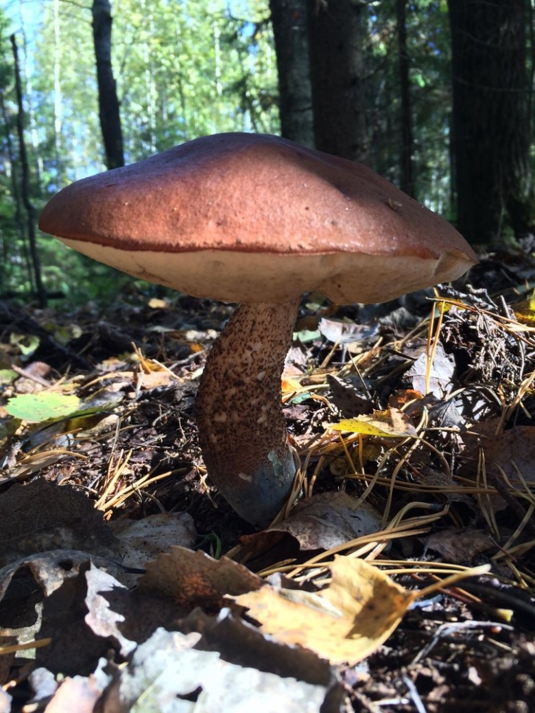 Подосиновик Сосновый ложный