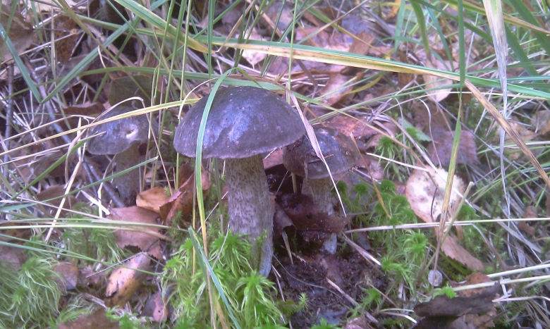 Черные грибы в Московской области