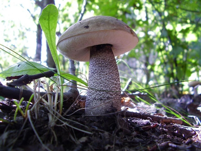 Подберёзовик обыкновенный