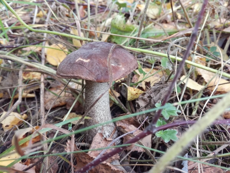 Подберёзовик обыкновенный ложный