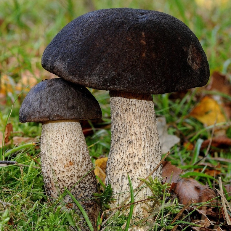 Гриб подберезовик