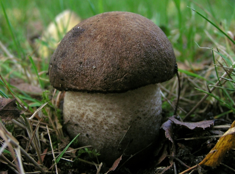 Подберезовик черноголовик