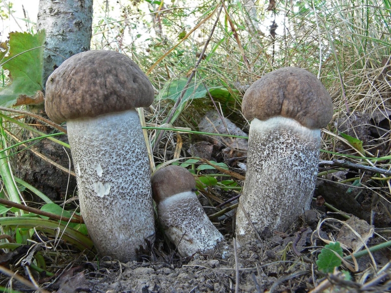 Подберёзовик жестковатый Leccinum duriusculum