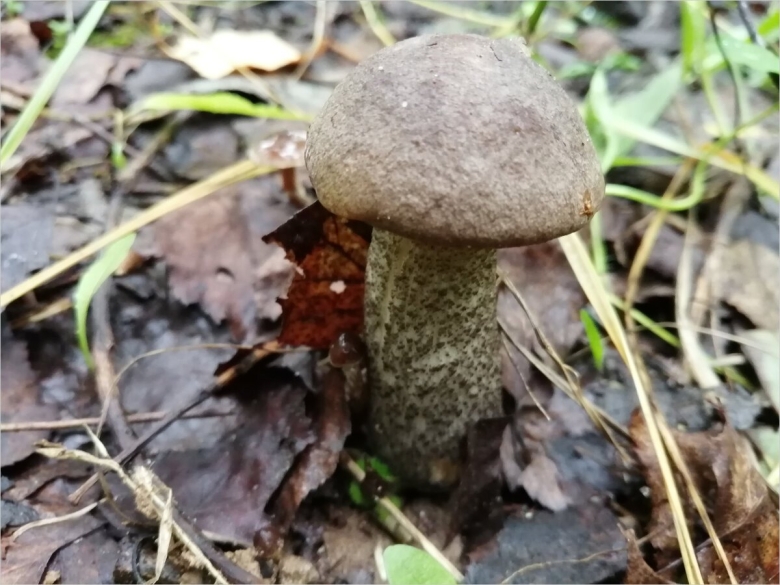 Подберезовик черноголовик