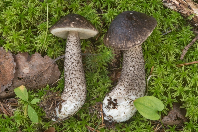 Подосиновик черночешуйчатый