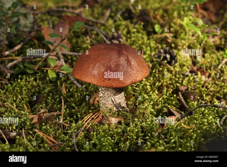 Подосиновик гриб