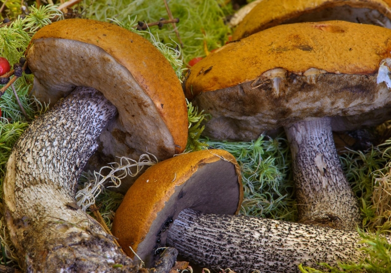 Подосиновик желто бурый