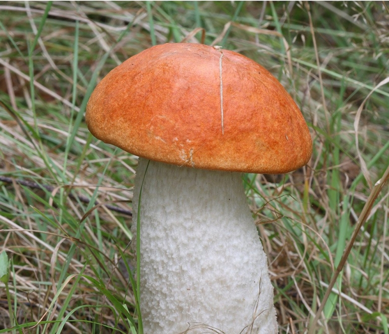 Подосиновик красный