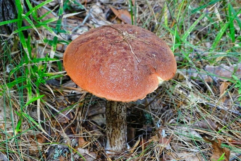 Подосиновик бурый