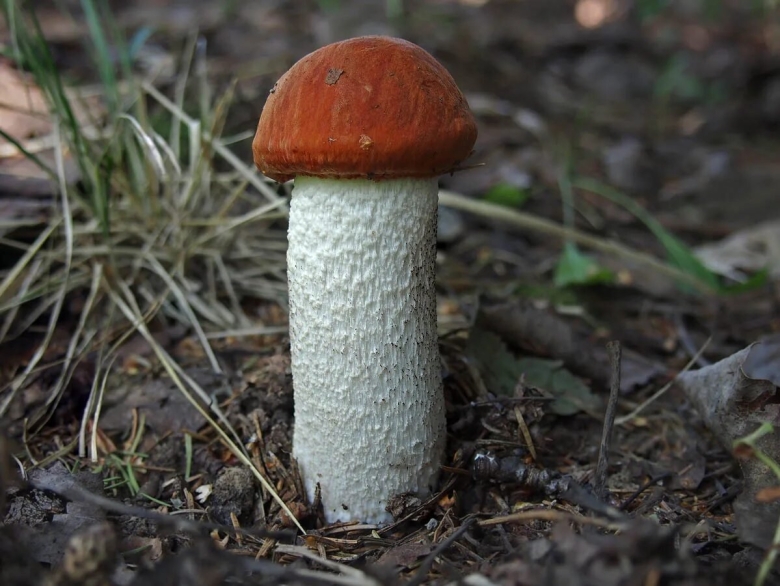 Подосиновик красноголовик