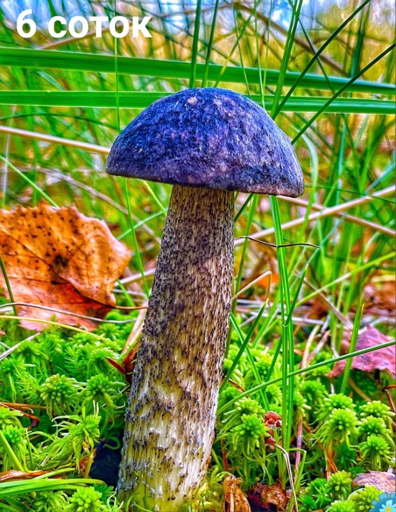 Подберёзовик обыкновенный