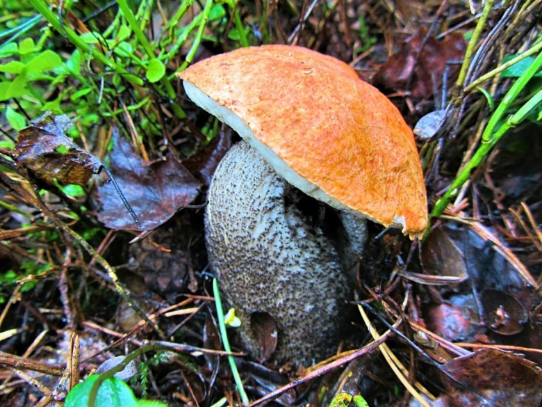 Красноголовики грибы