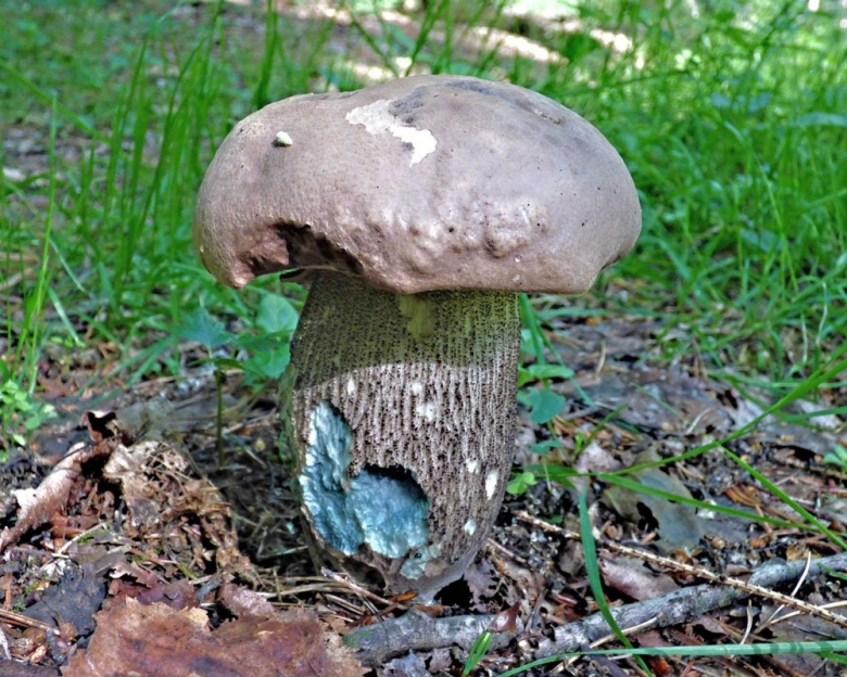 Подберезовик твердоватый