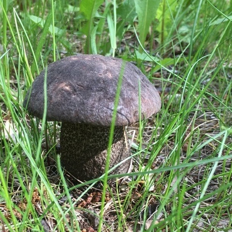 Обабок Дальневосточный гриб