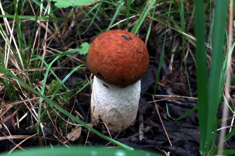 Подосиновик черночешуйчатый