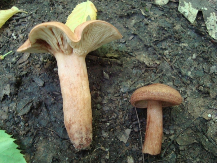 Млечник дубовый lactarius quietus