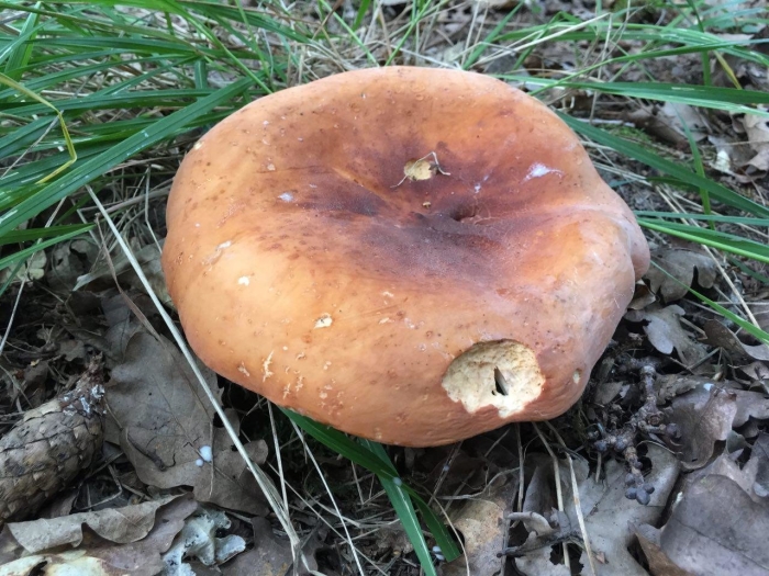Lactarius volemus
