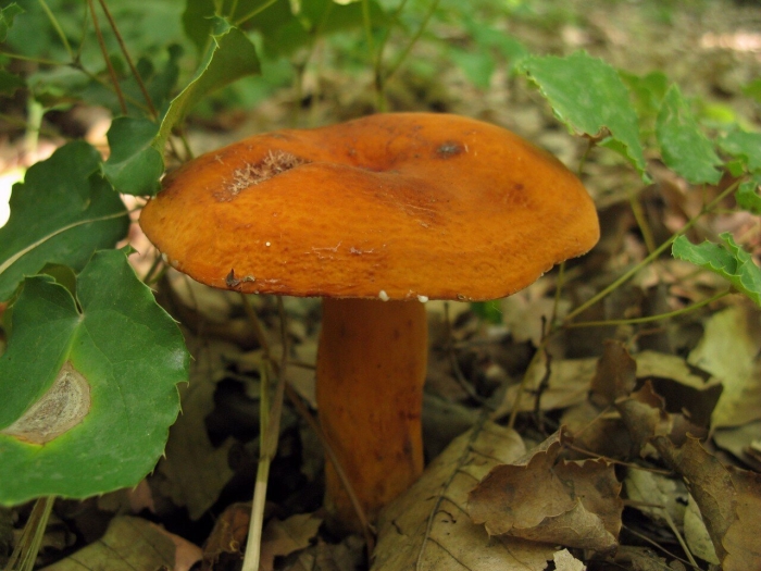 Подорешник гриб