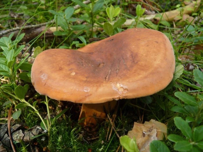 Lactarius volemus