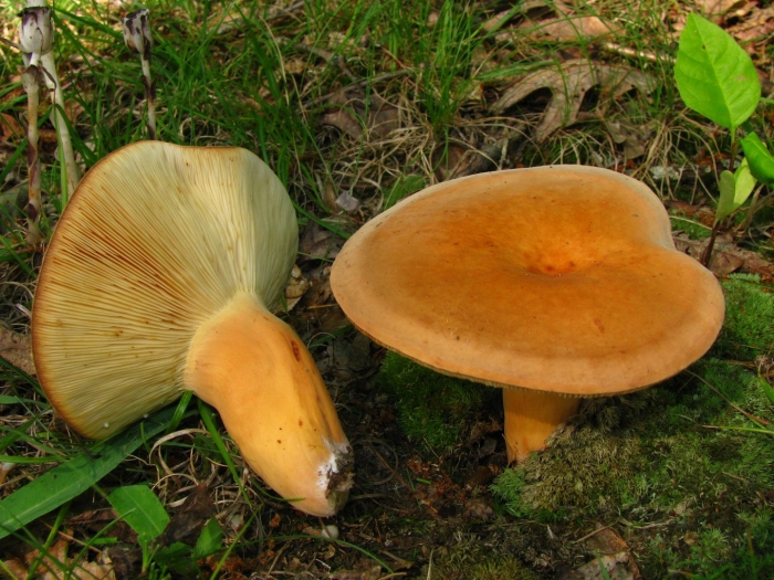 Млечник неедкий оранжевый