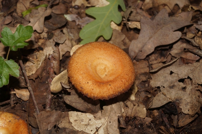 Волнушка гриб