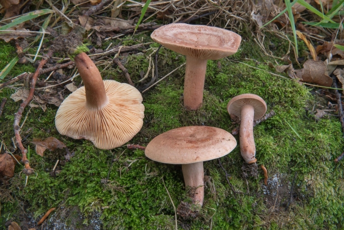 Млечник краснушка