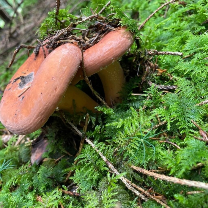 Подмолочник молочай гриб