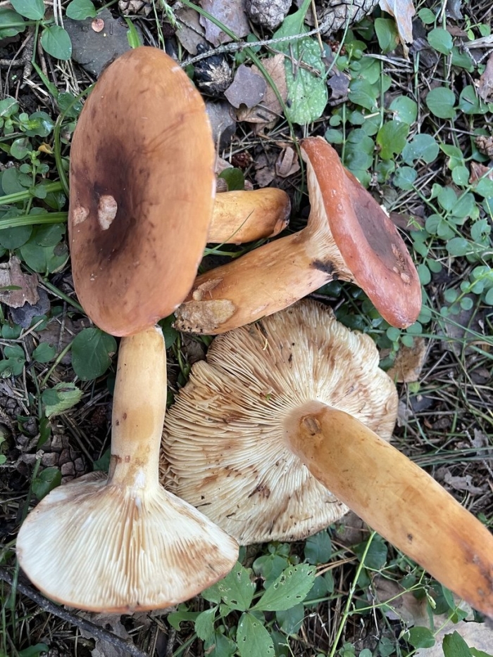 Млечник подорешник гриб