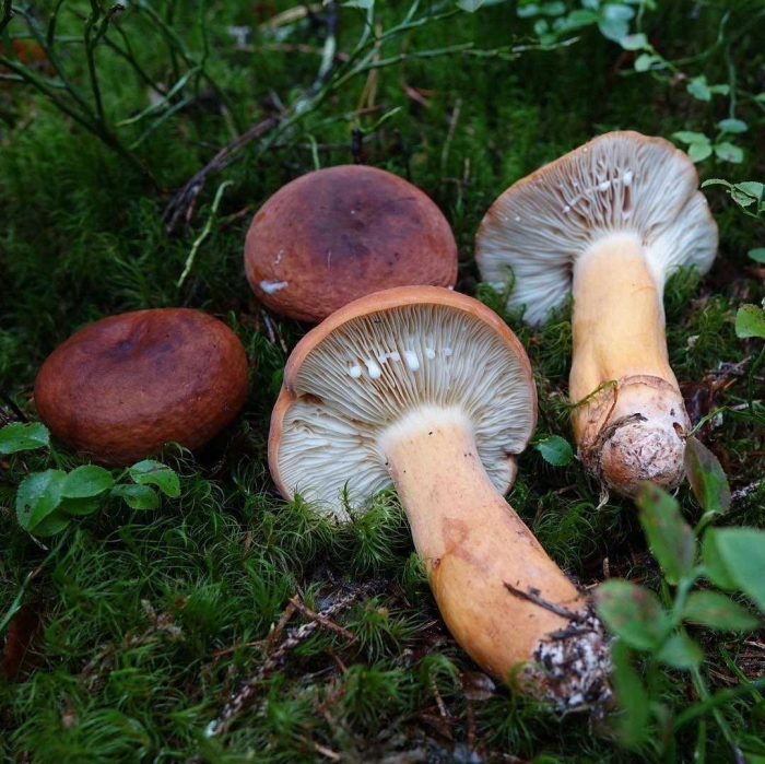 Подмолочник гриб