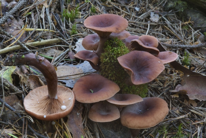 Гриб млечник горькушка