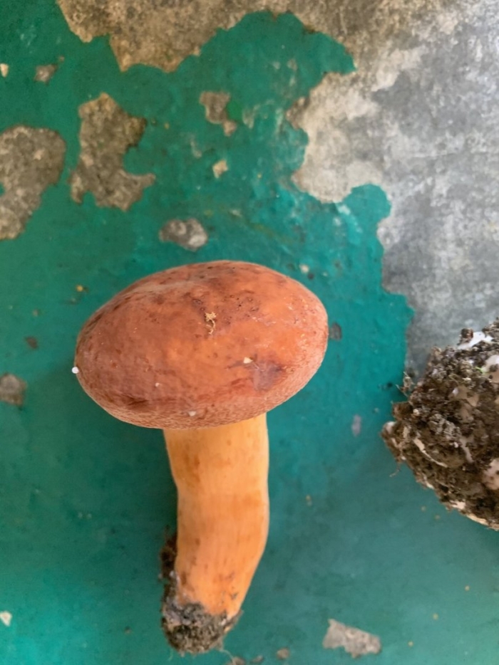 Млечник подорешник гриб