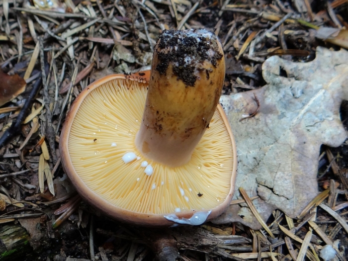 Lactarius volemus подмолочник