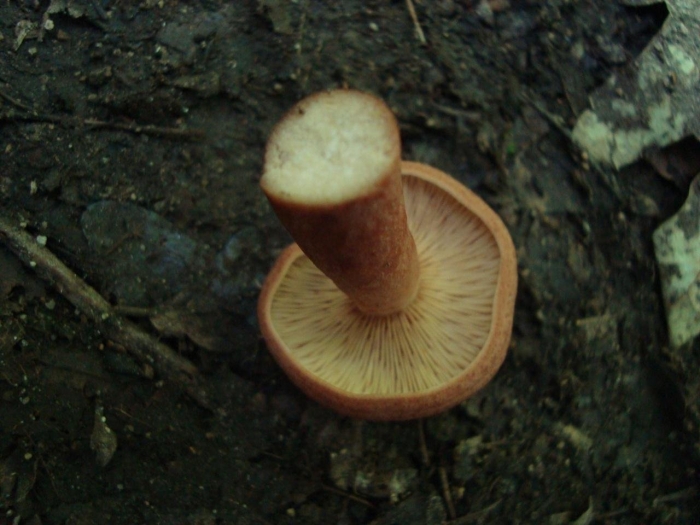 Млечник дубовый lactarius quietus