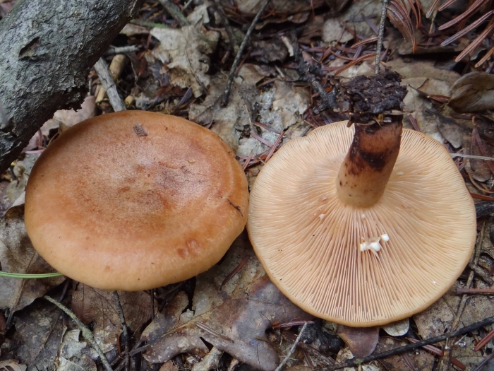 Lactarius salmonicolor