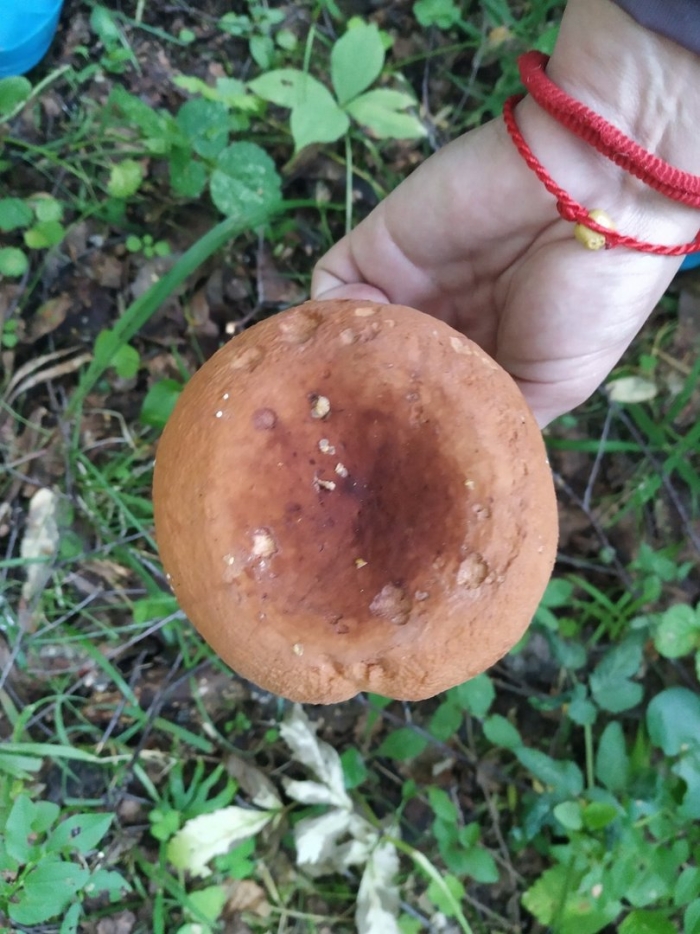 Груздь красно коричневый