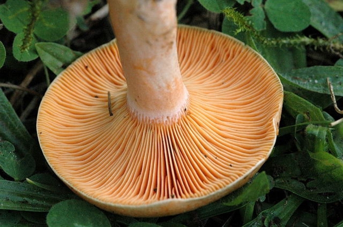 Lactarius deterrimus