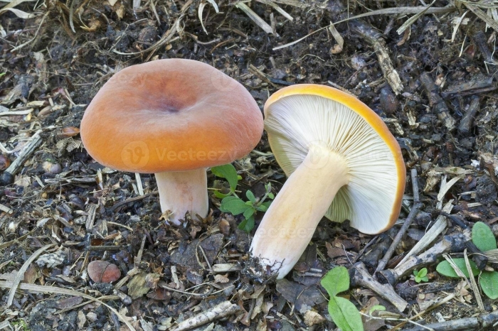 Lactarius piperatus