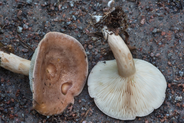 Млечник гриб гладыш