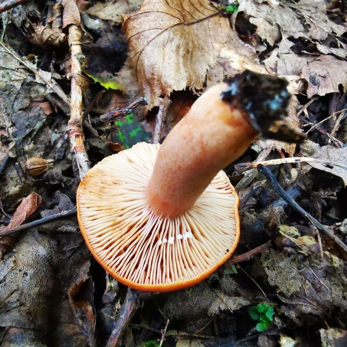Рыжик еловый (lactarius deterrimus)