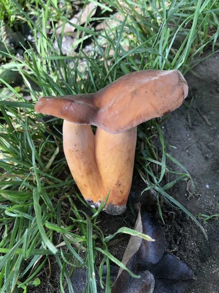 Lactarius volemus подмолочник